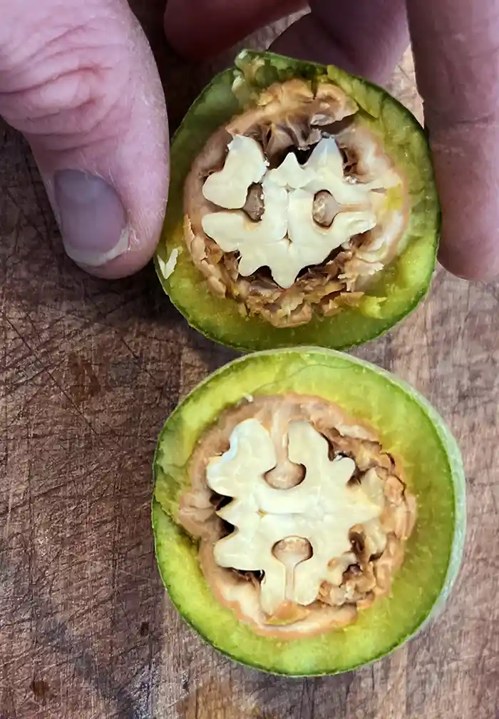 Wet walnut sliced in half to represent "are wet walnuts good for you?"