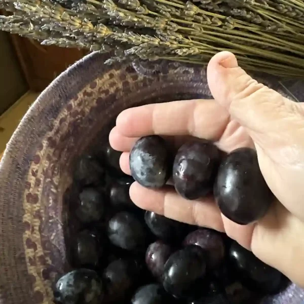 Black Olives Organic Large Sevillano for Sale (Raw, Fresh Olives, Unbrined, Unpasteurized, Regeneratively Grown)