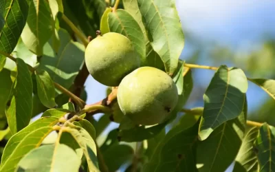 The Journey of Harvesting Fresh Organic Walnuts