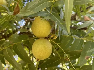 Black walnut in tree in hull grown in California fresh raw