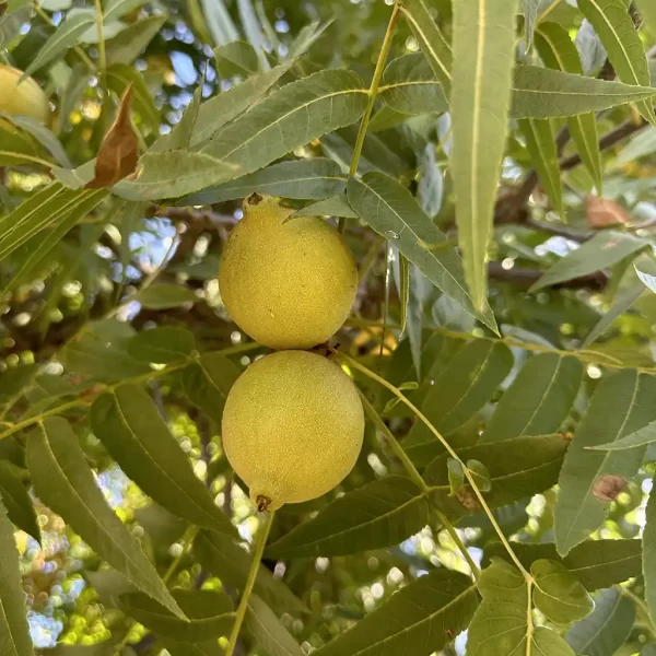 Black walnut in tree in hull grown in California fresh raw