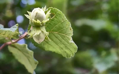 Filbert Nuts, Cobnuts, and Hazelnuts: Uncovered