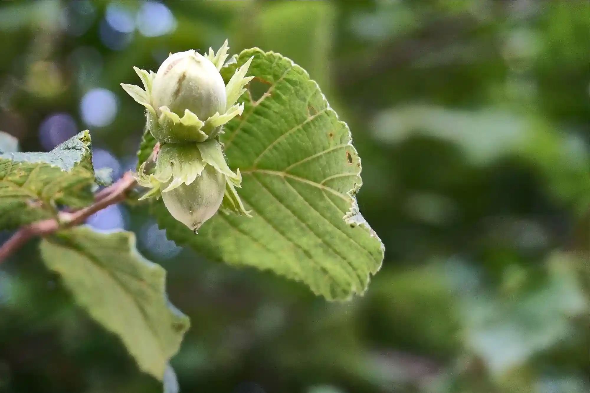 Cobnut, Filbert Nut, and Hazelnut Tree