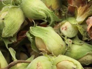 regeneratively grown green fresh raw hazelnut