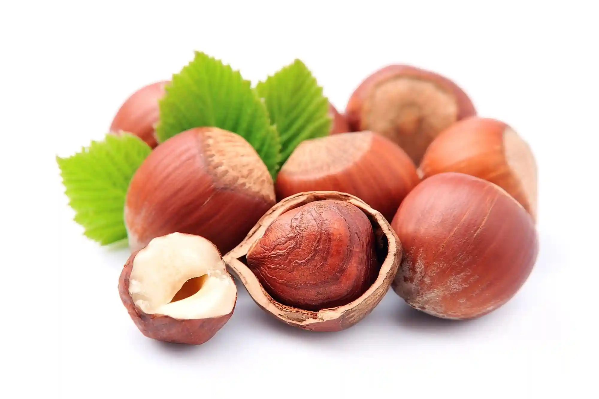 Fresh Hazelnut or Filbert Nut