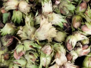 Fresh Hazelnuts Cobnuts in husk organically grown