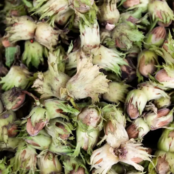 Fresh Hazelnuts Cobnuts in husk organically grown