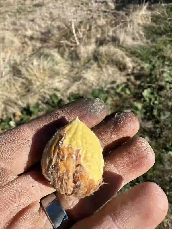 Fresh Organic Raw Chestnuts in Shell (Unpasteurized)