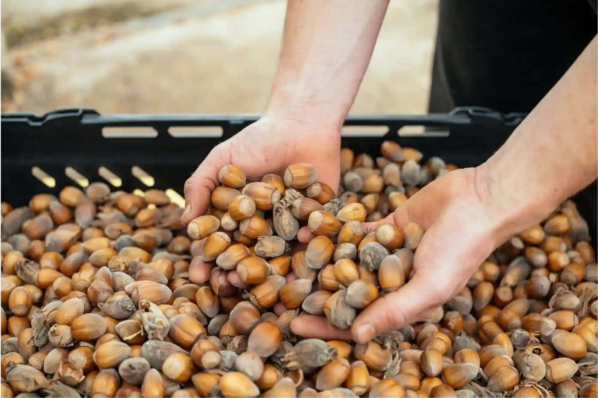 Fresh Organic Filbert Nuts