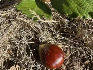 Fresh Organic Raw Chestnuts in Shell (Unpasteurized)