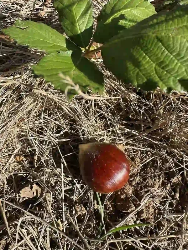 Fresh Organic Raw Chestnuts in Shell (Unpasteurized)