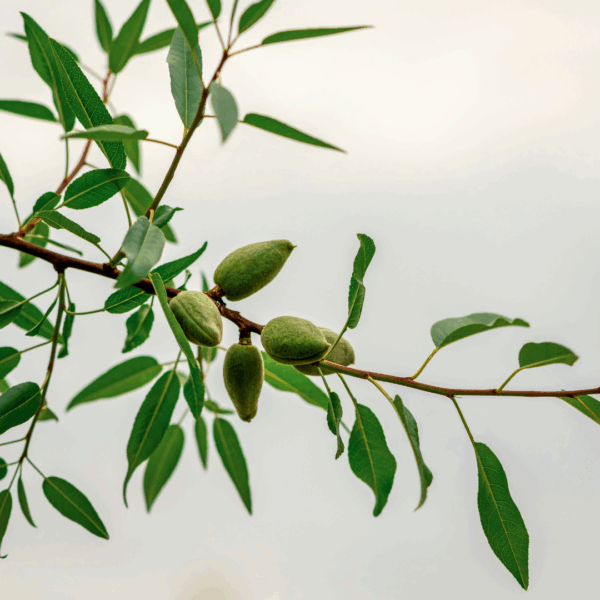 green almonds for tincutres, brews, and tonics, and more