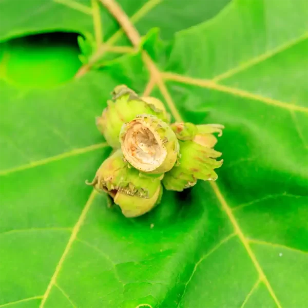 green husk skin fresh raw moist cobnut