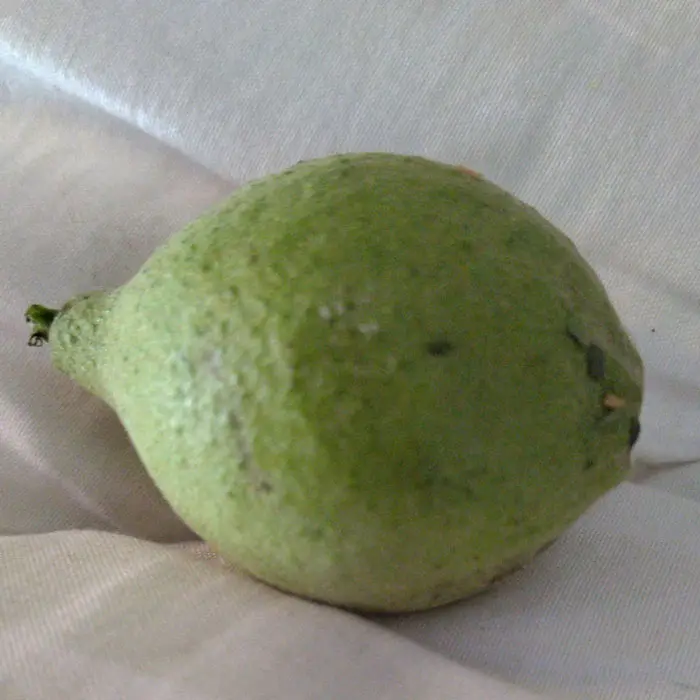 Green hull black walnut tincture, nocino, and more