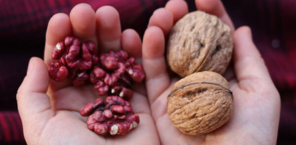 Regenerative Red Livermore Walnuts in Hands