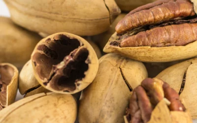 Types of Nuts In Shell