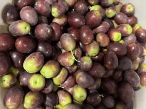 Organic Black Olives Manzanilla with Pit for Sale (Fresh, Raw, Regeneratively Grown)