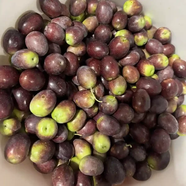 Organic Black Olives Manzanilla with Pit for Sale (Fresh, Raw, Regeneratively Grown)