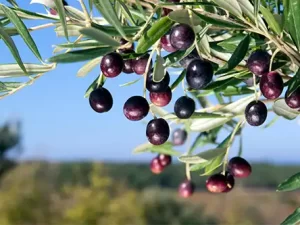 Organic Black Olives for Sale (Raw Olives, Fresh Olives, Regeneratively Grown)