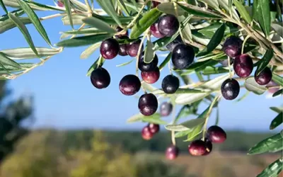 Do Olives Need to be Organic?