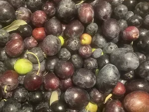 Organic Black Olives for Sale (Raw Olives, Fresh Olives, Regeneratively Grown)