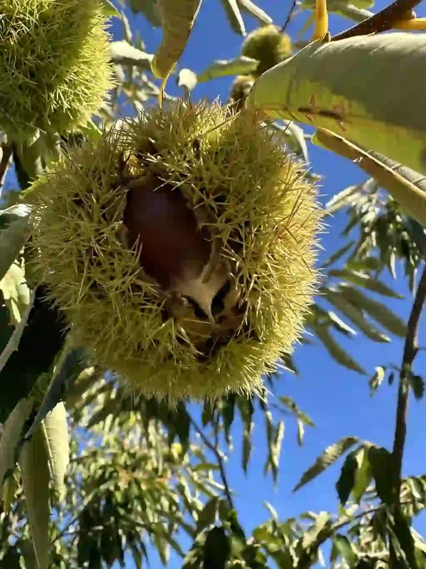 Fresh Organic Raw Chestnuts in Shell (Unpasteurized)