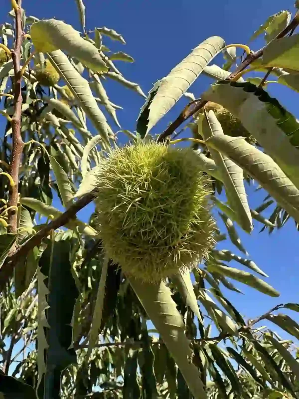 Fresh Organic Raw Chestnuts in Shell (Unpasteurized)