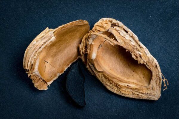 Organic Crushed Almond Shells Larger Pieces Raw