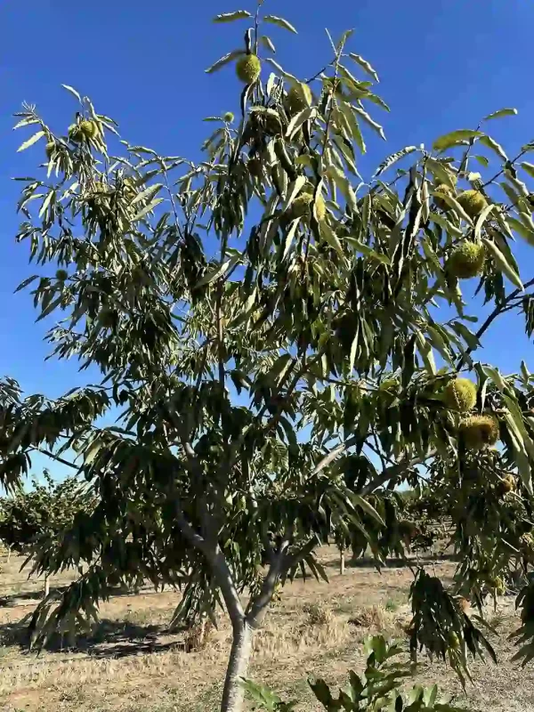 Fresh Organic Raw Chestnuts in Shell (Unpasteurized)