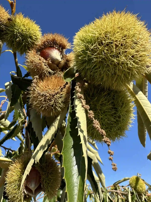 Fresh Organic Raw Chestnuts in Shell (Unpasteurized)