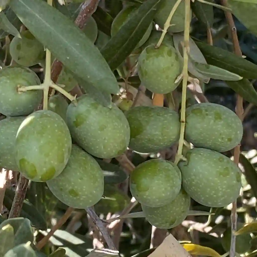 Organic Fresh Raw Olives from California (Regeneratively Grown) Landing Page