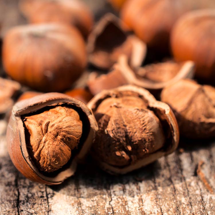 Organic Hazelnuts in Shell (Raw Hazelnut)