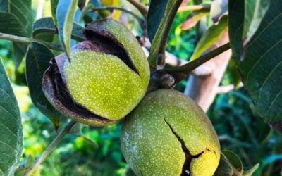 Organic Walnuts: From the Tree to Your Hands