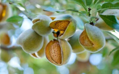 How Are Almonds Harvested? A Behind-the-Scenes Look at Almond Season in California