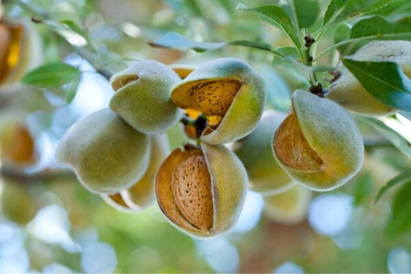 Organic Nonpareil Almonds in Shell, California, Regenerative Bulk nuts in shell