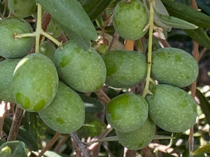 Organic Raw Fresh Green Olives from California (Sevillano, Regeneratively Grown)