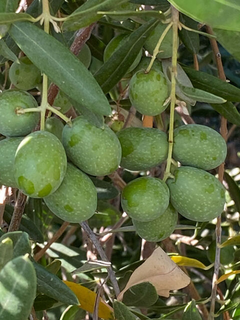 Raw Green Olives for Sale (Organic, California Grown, Large Sevillano ...