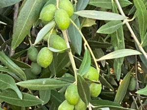 Organic Raw Fresh Olives Green from California (Manzanilla/Spanish Olives, Regeneratively Grown)