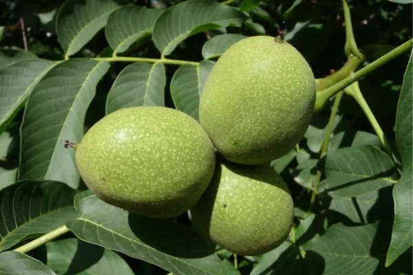 Three Organic Green Walnuts that are Raw and Unpasteurized on a branch.