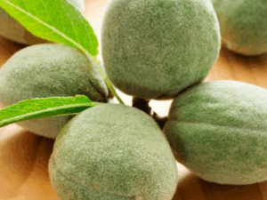 californian grown green almonds
