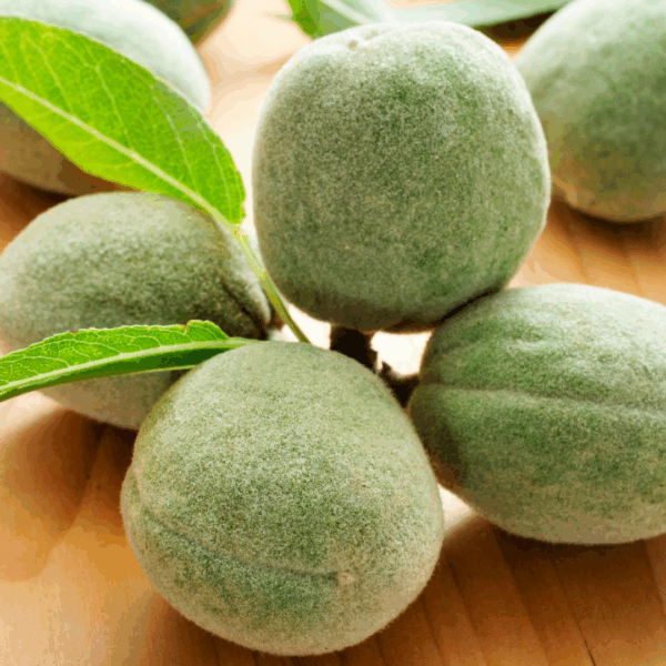 californian grown green almonds