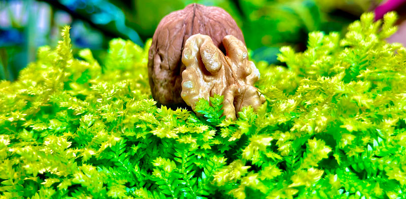 organic walnut in shell