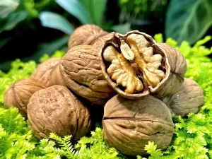 organic walnuts in shell