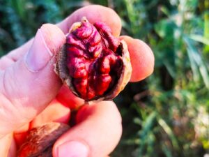 Red Walnuts Family Farm Organic