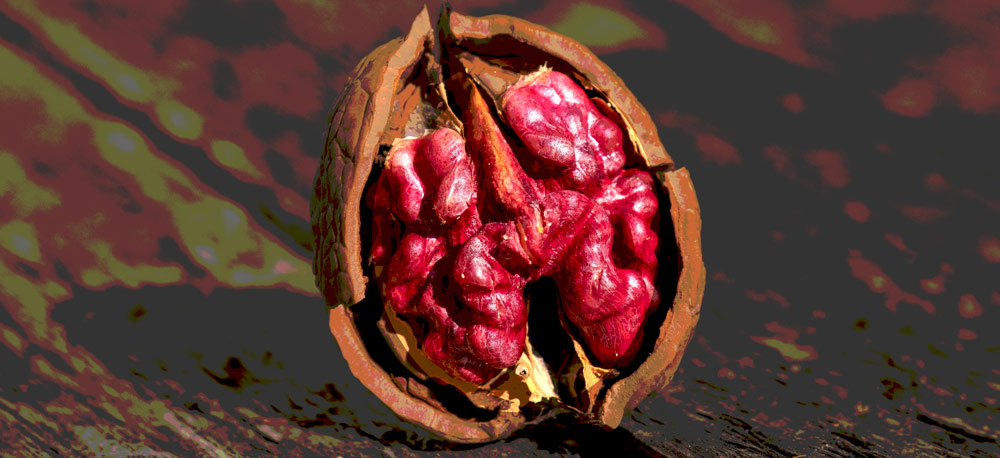 Handy Farms Regenerative Organic Livermore Red Walnut