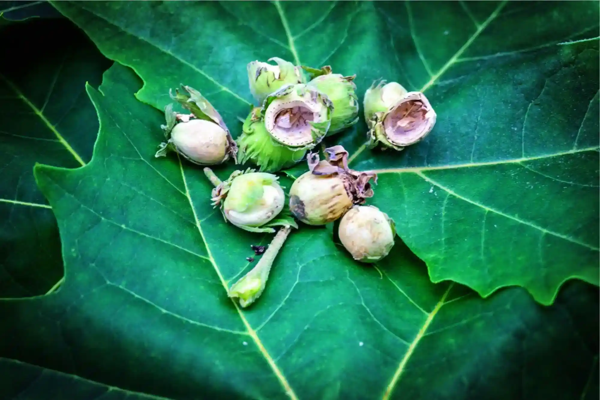 Regenerative, Organic, Fresh Wet Hazelnuts