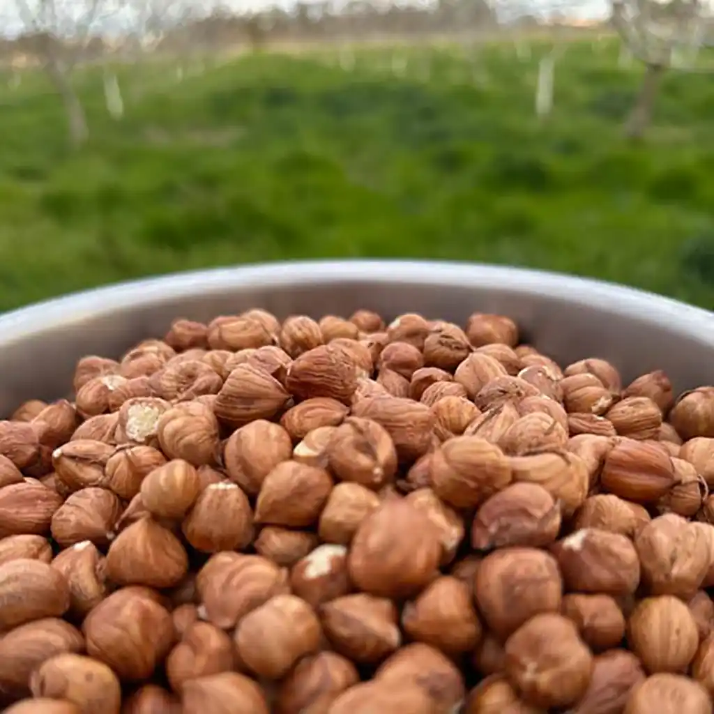 Shelled Hazelnuts (Raw Filbert Nuts Unpasteurized Organic USA Grown)