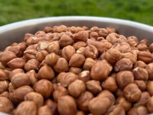 Shelled Hazelnuts Raw Organic Unpasteurized Grown in USA