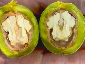 Wet Walnuts what makes them wet